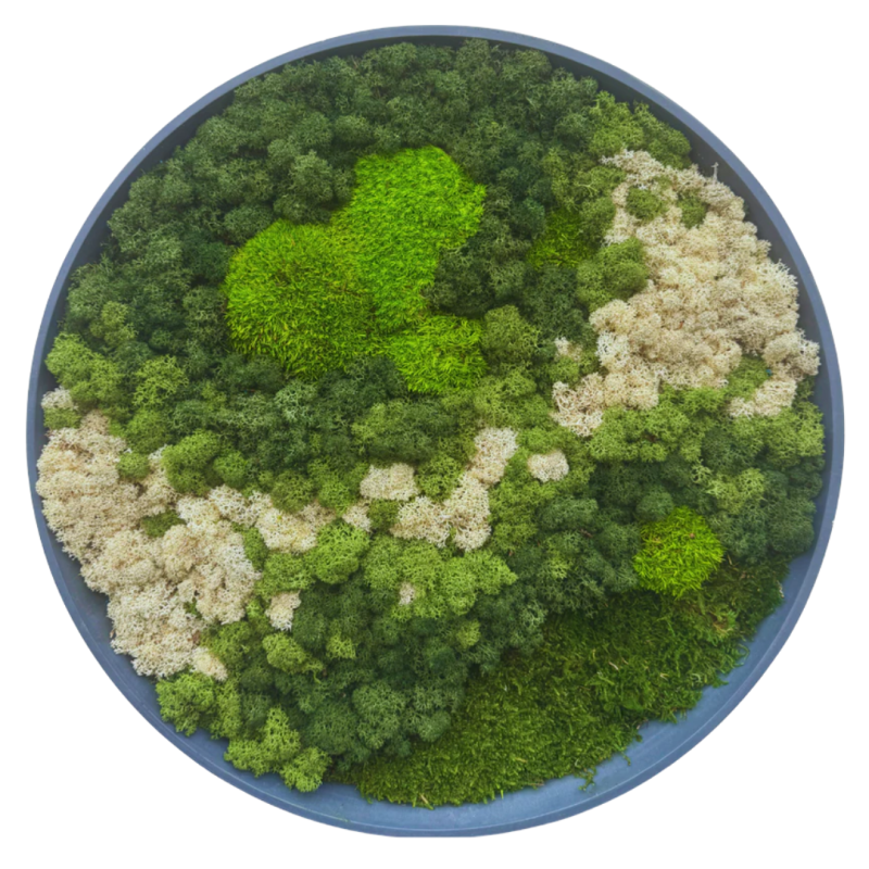 Moss Art L Circle Ref 104